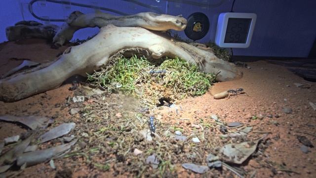 Myrmecia Pyriformis смотреть онлайн