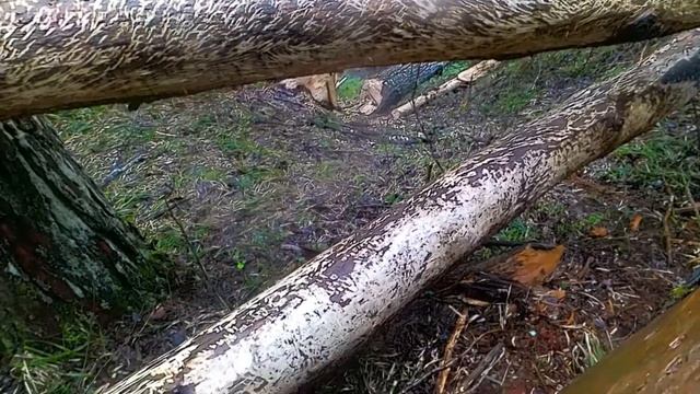 Бобринный Рай смотреть онлайн