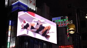 Shinjuku cat — гигантская кошка на Синдзюку в Токио