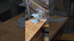 Узбекиский Голубей Албьерт Судраб Казахстан 🇰🇿 очень хороший голубевод