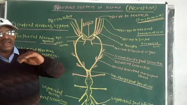 Nervous system of Nereis. смотреть онлайн