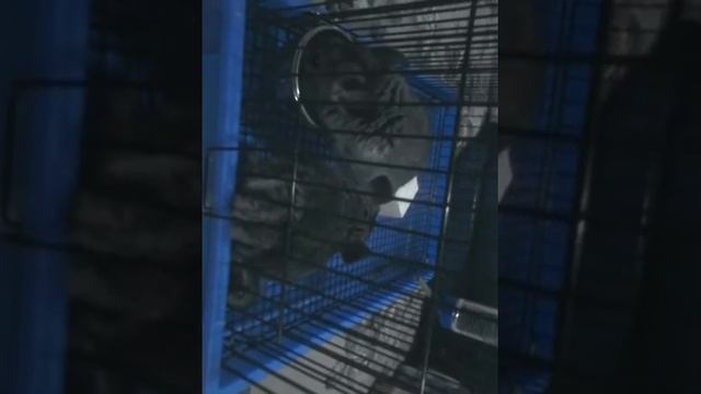 Мой первый день с шиншиллой смотреть онлайн