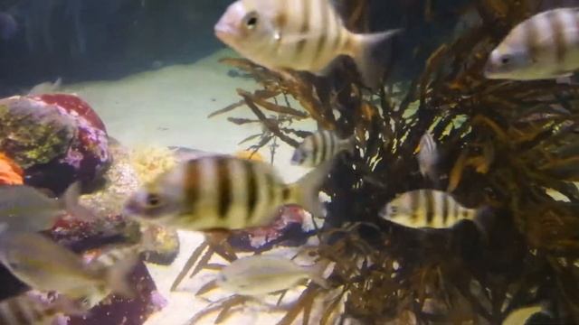 Кейптаун. Посещение аквариума - 6. 3 августа 2017 смотреть онлайн