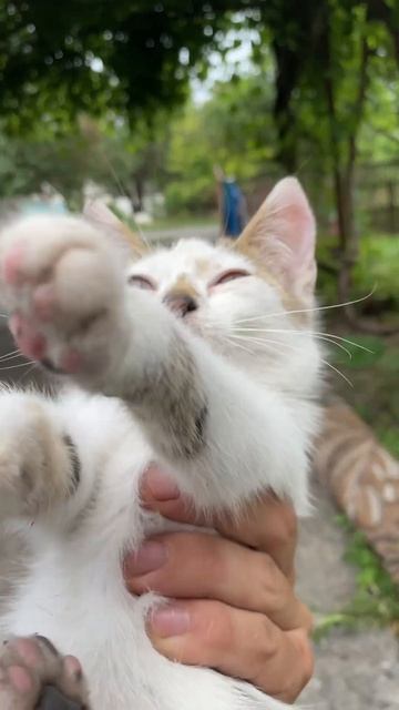 Кота ужалила пчела