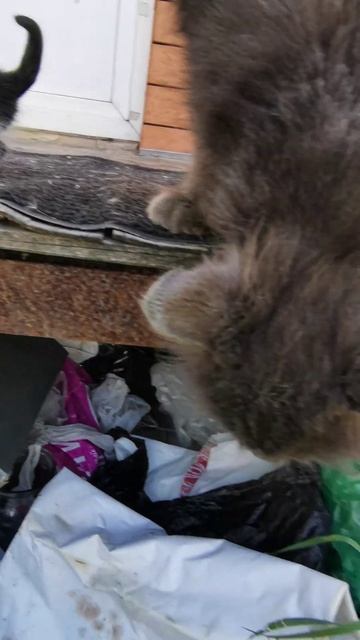 ЛАСКОВЫЙ КОТЁНОК!!! 💓💓💓💓💓 смотреть онлайн