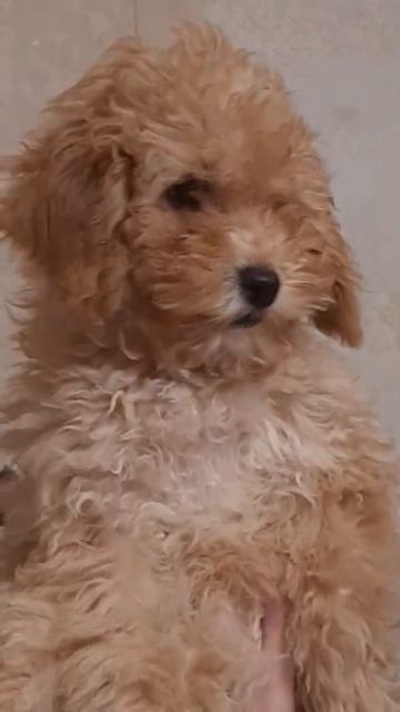 Пуделя потешные собаки😜 смотреть онлайн