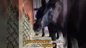 Anti-Fly Mesh Equine Mask