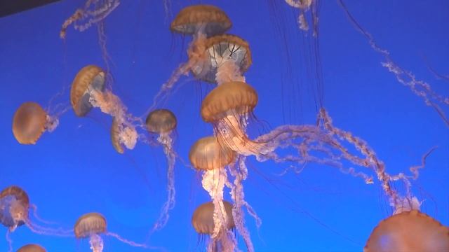 癒しのクラゲ　ヒーリング／リラクゼーション 4K смотреть онлайн