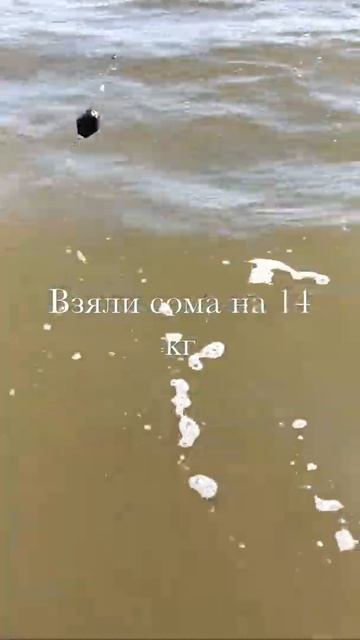 Сомик на Волге, 14 кг смотреть онлайн
