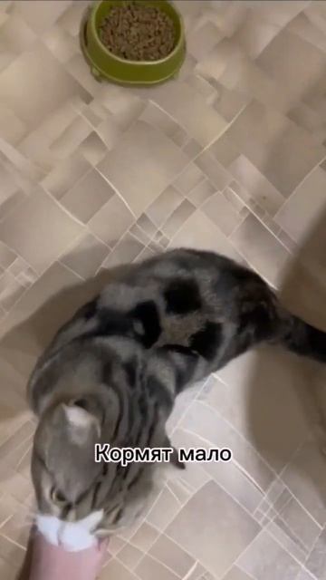 ЗНАЙ!! Перед тем как заводить кожаных #животные #кот #приколысживотными #cat #shortvideo #юмор смотреть онлайн