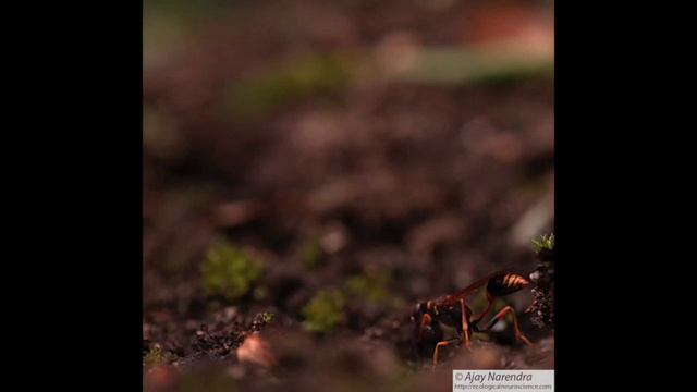 Mud dauber wasp: digging and take off смотреть онлайн