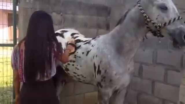 Sexy Mujer Peinando Su Caballo смотреть онлайн