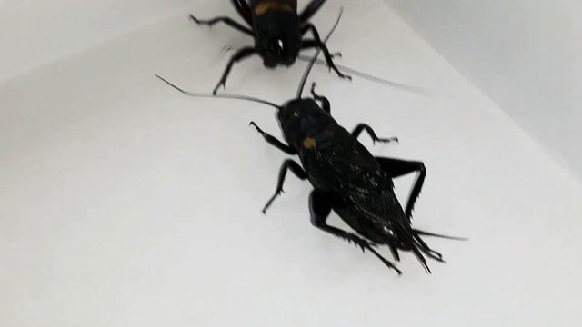(part 2/2) Cricket fight (Gryllus bimaculatus) смотреть онлайн
