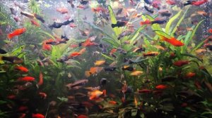 07-02-2025  Плавное выключение света в аквариуме))