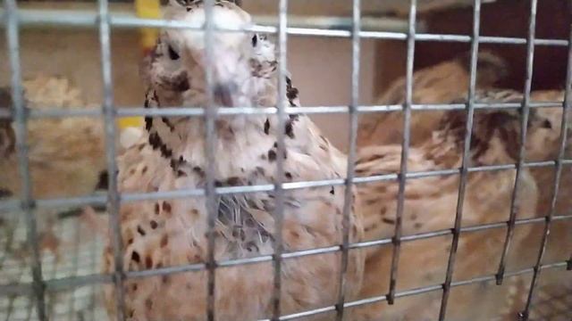 Перепелки ростут )))🐥🐤🐥 смотреть онлайн