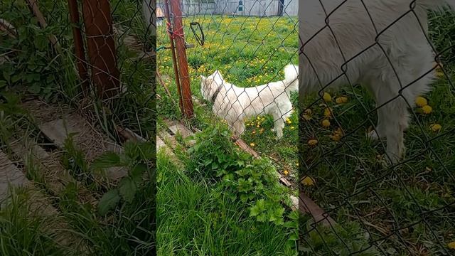 Наше лето/// деревня/// кошки//любимые животные//собаки смотреть онлайн