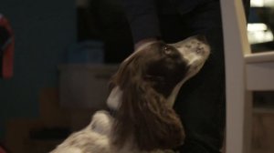 Раненая собака в спину ходила и просила помощи, но все прогоняли! Помогли только…!