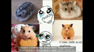 МЕМЫ ПРО ХОМЯКОВ