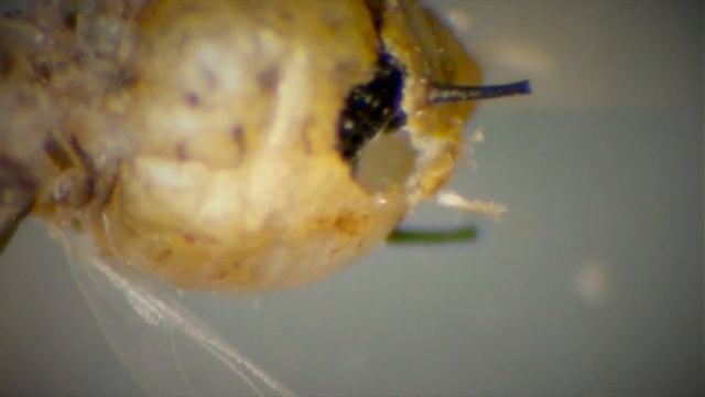 Take that, Aphid! A Parasitoid is Born смотреть онлайн