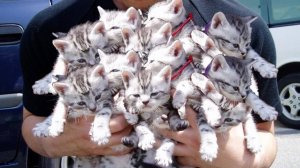 Фото  КРУПНЫХ котов и кошек из разных стран.