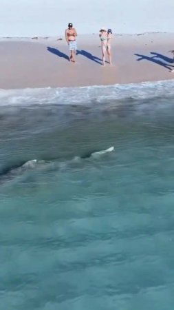 Sharks in Perth Australia 😱