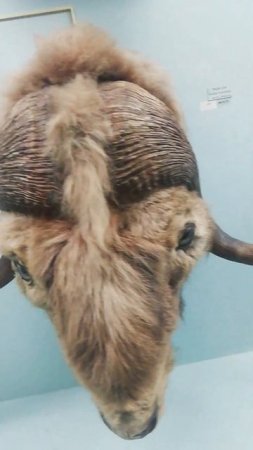 Wild animals like Black buck, Raindeer etc in Horniman Museum in London 🇬🇧 Uk