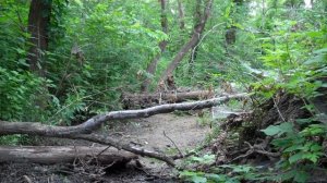 Woodland Camouflage Effectiveness PART I