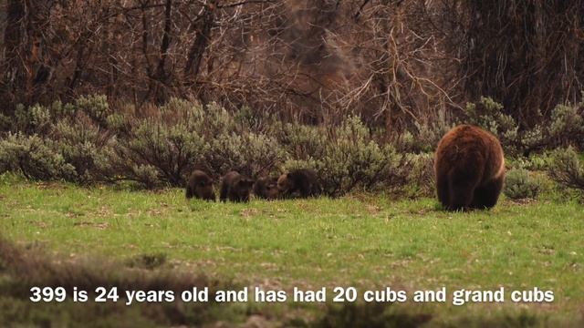 Grizzly Bear 399 And Her 4 New Cubs At Pilgrim Creek In The Grand Tetons 2020 смотреть онлайн