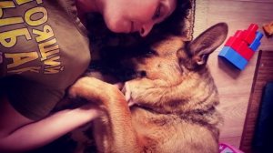 Немецкая овчарка