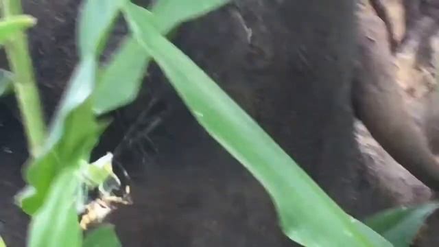 Aranha Argiope смотреть онлайн