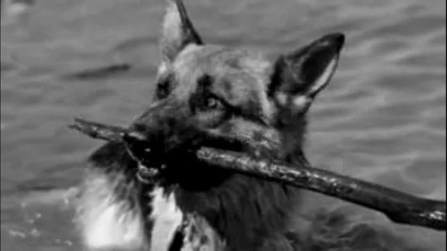 Решил свою собаку утопить смотреть онлайн