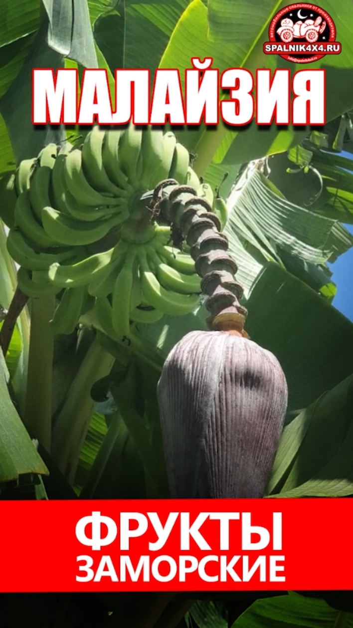 Как растет 🍈 джекфрут и съедобные цветы 🌴 пальмы. Путешествие по Малайзии. #spalnik4x4