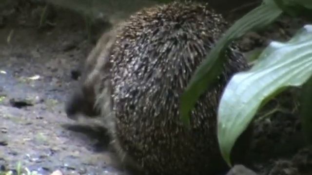 Ёжик смотреть онлайн