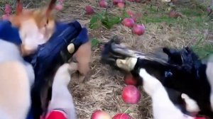 собака с яблоком против других собак