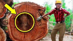 Лесоруб срубил дерево и нашел там кое-что интересное.