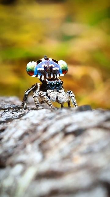 Peacock spider dance #spider #peacock #peacockdance #peacockdancevideo смотреть онлайн