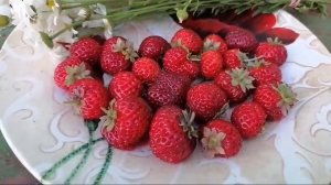 *Мице Шиндлер* сорт клубники.Вкуснейшая ягода. тел.89038367533