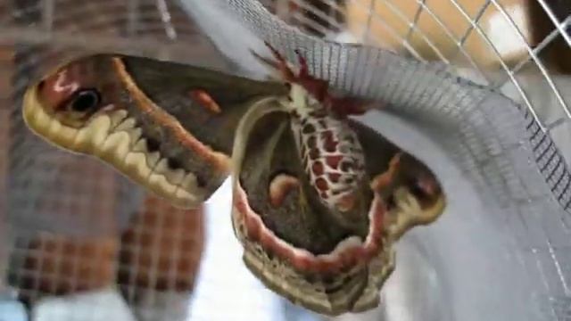 MaleCecropia2011.AVI смотреть онлайн