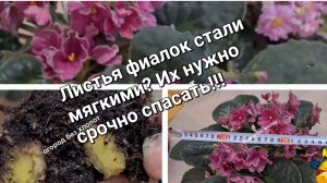 У фиалки мягкие и вялые листья? Осторожно! Такую фиалку нужно срочно спасать!