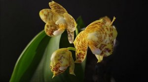 Phal. gigantea alba x Phal. Yaphon Lover TL