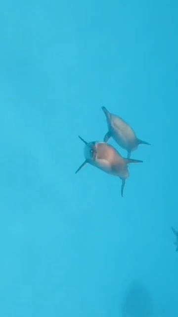 #MarsaAlam #RedSea #Egypt #Diving #Snorkeling #Beach #Sunset #Vacation #Travel #Explore #Adventure смотреть онлайн