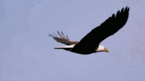 Одинокий пастух (Джеймс Ласт - Александр Баранов)