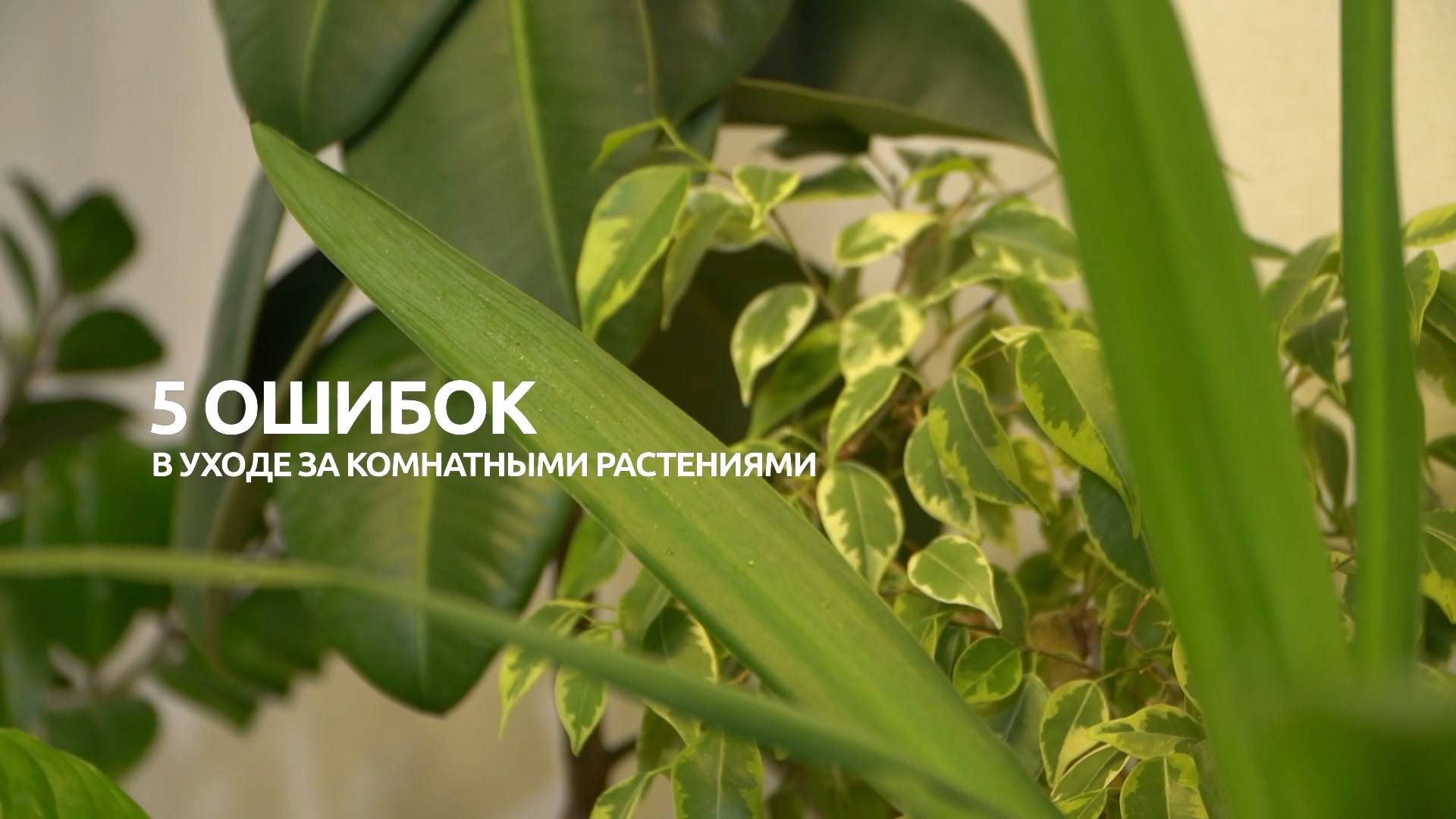 Вьющиеся растения на кухне