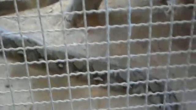 Deadly Snakes Of Thailand смотреть онлайн