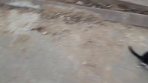 гуляют там Животные невиданной красы