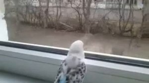 Говорящий попугай! Птички полетели,на головку сели!!!