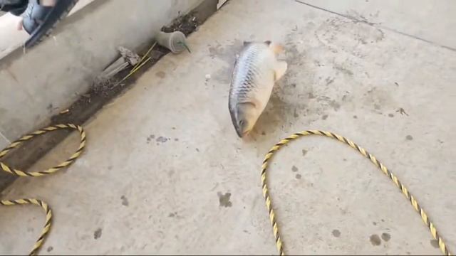 Огромные сазаны на паук подъёмник. Перед нерестом #fishing