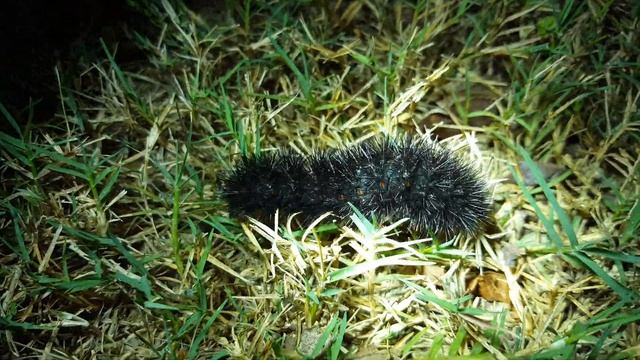 Hypercompe scribonia caterpillar смотреть онлайн