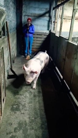 Карат  #животные #pig #деревенскаяжизнь #деревня #миллионнасвиньях #топ