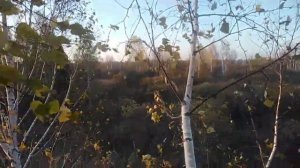 Как Манить Сибирского Козла!!! 20